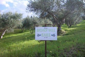 Organic low acidity  EVOO